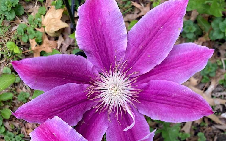 Clematis