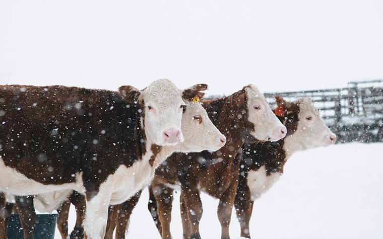 Cows in winter