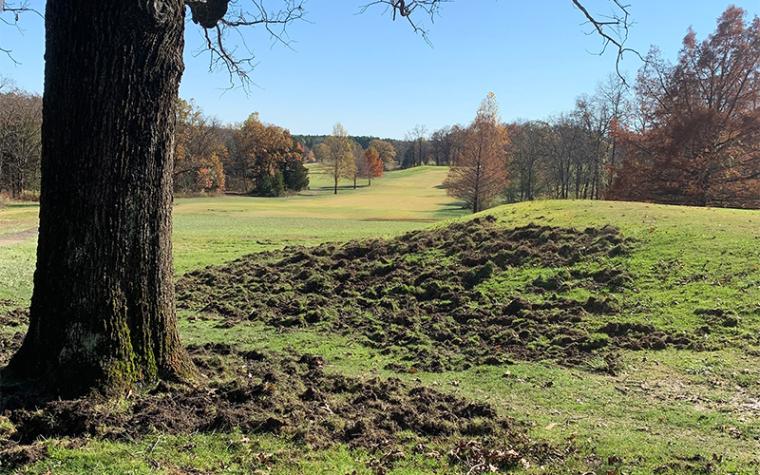 golf course damaged by feral hogs