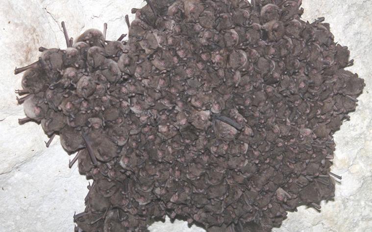 Indiana bat