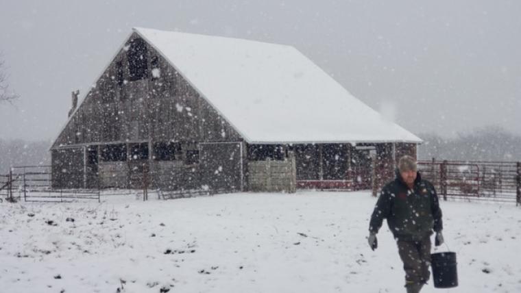 Ted DeVault feeding cows