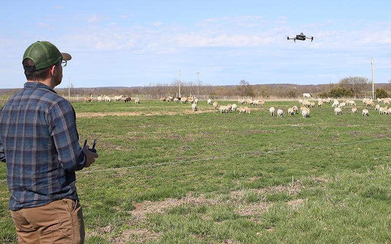 Drone over livestock field
