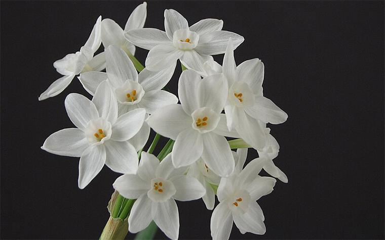 Paperwhite narcissus