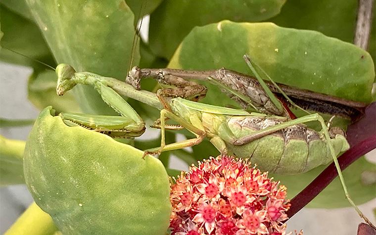 praying mantis