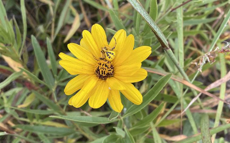 Spider and sunflower