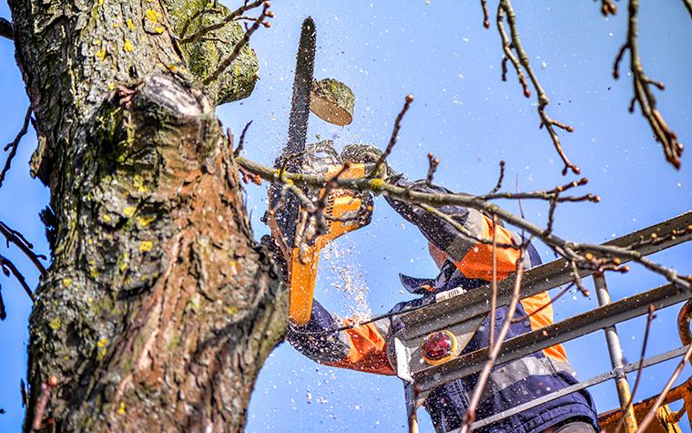 storm-damaged tree