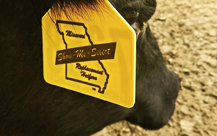 Cow with Show-Me-Select ear tag