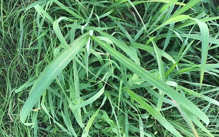 Johnsongrass.