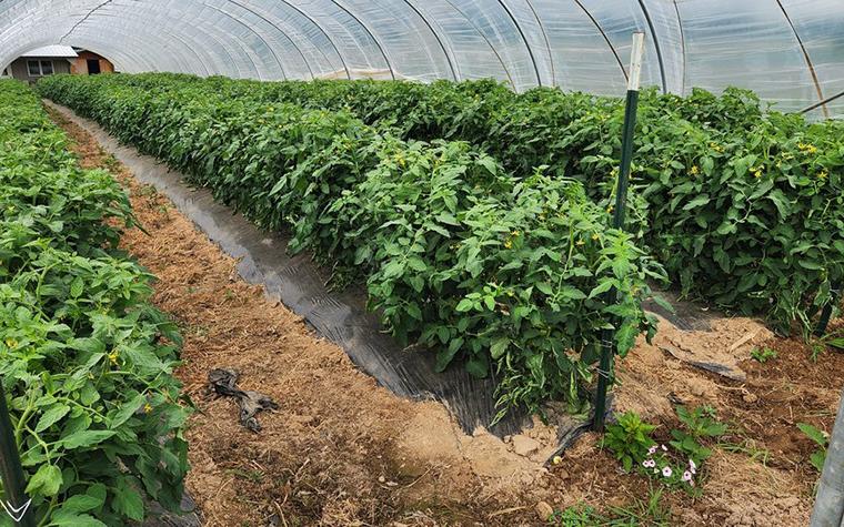 Crops growing in a high tunnel