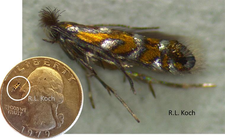 Soybean tentiform leafminer with inset comparing its size to that of a quarter