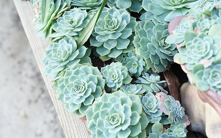Succulent plants