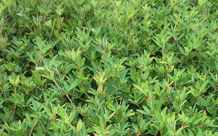 Annual lespedeza