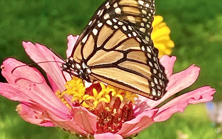 Monarch on zinnia