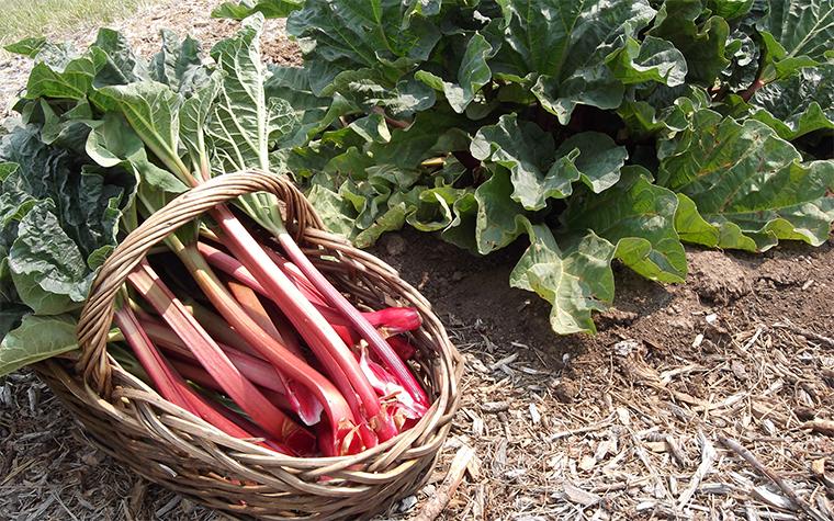 Rhubarb.
