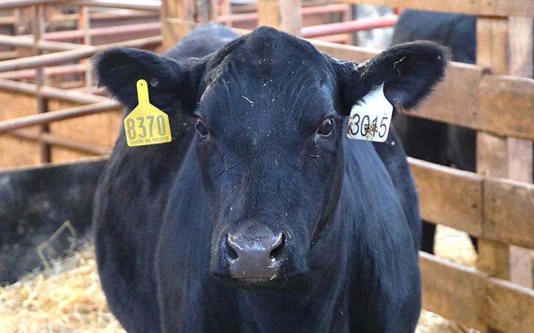 Heifer