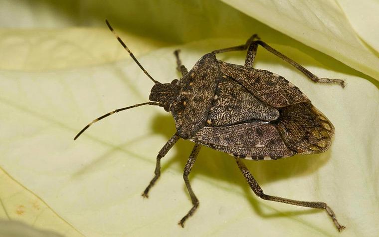 BMSB on a leaf