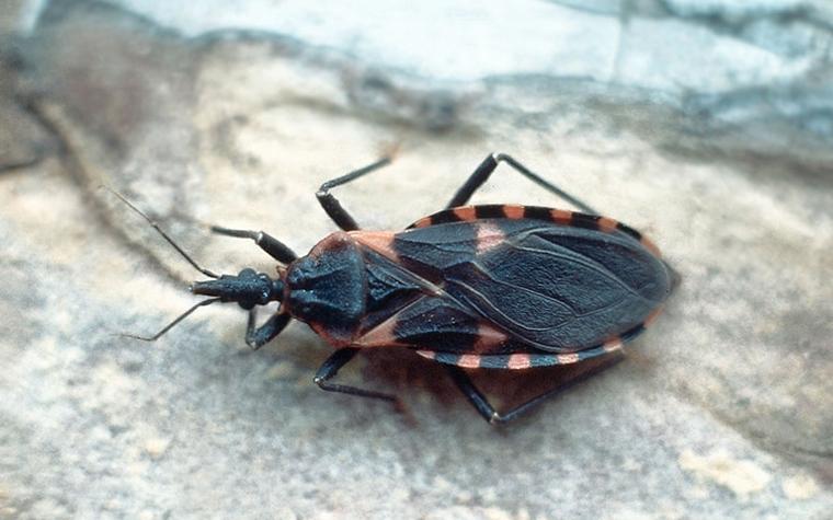 Triatoma sanguisuga, a species of kissing bug