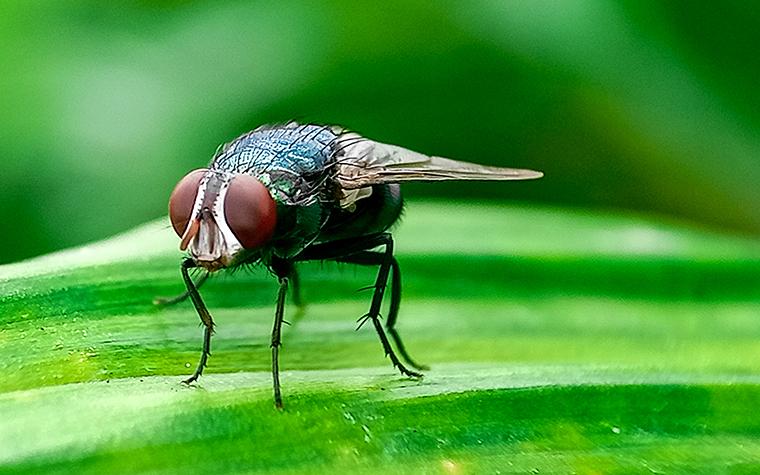 New World Screwworm fly
