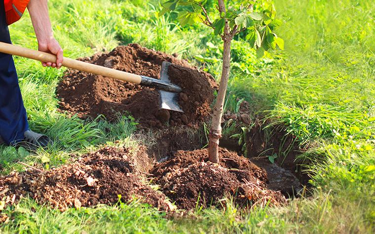 guy planting a tree