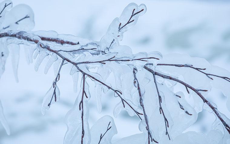 Ice-covered tree branch