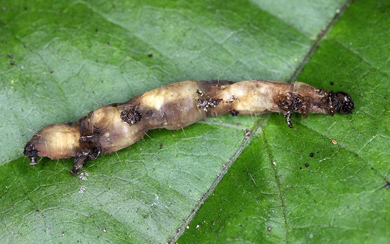 Dead caterpillar