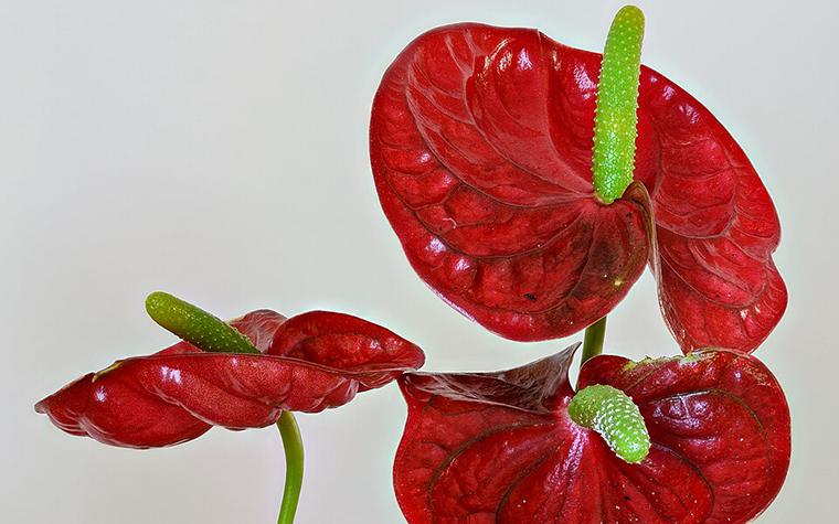 Anthurium plant