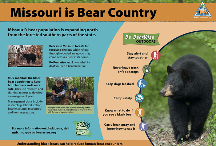 Infographic about bears.