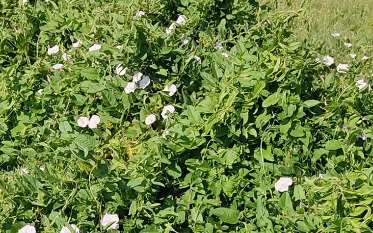 bindweed in a raised garden bed
