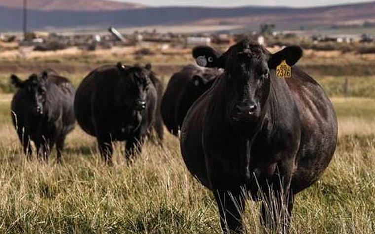 Cattle