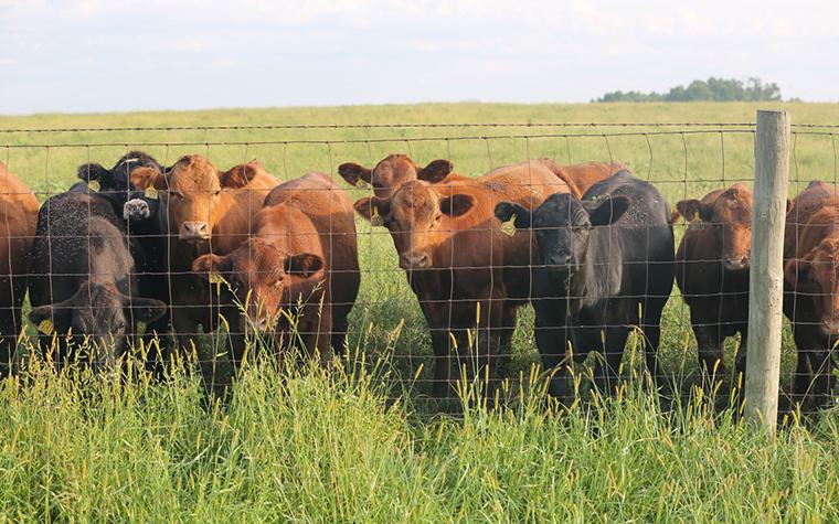 Cattle at 2019 MU FSRC field day in Linneus, Missouri 