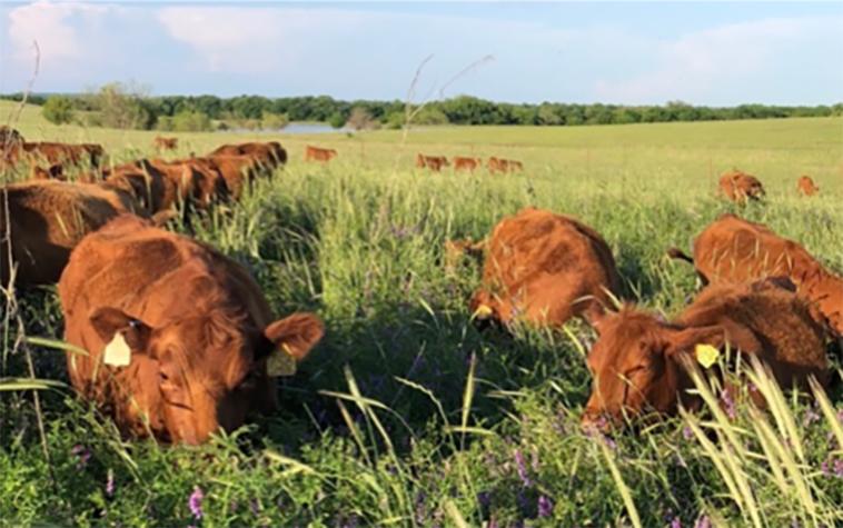 Cattle grazing cover crops