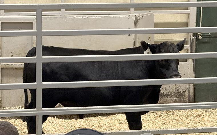 A bull at a livestock sale