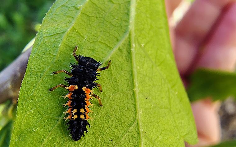 Ladybug larva