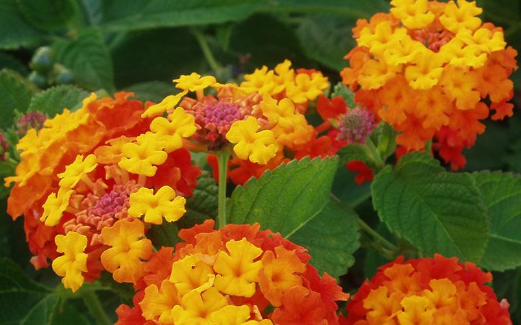 Blooms of Lantana camara