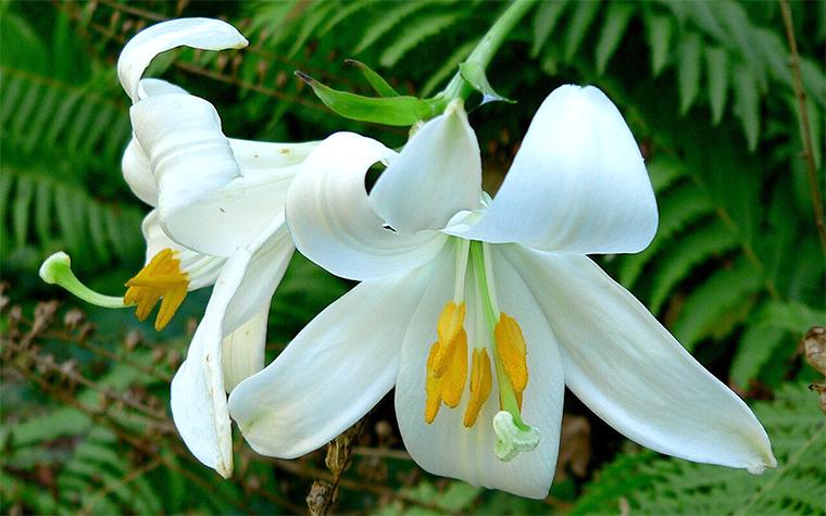 Madonna lily