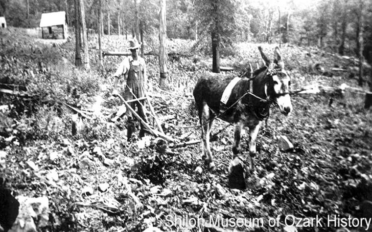 Man with donkey and plow. Labeled "Shiloh Museum of Ozark History."