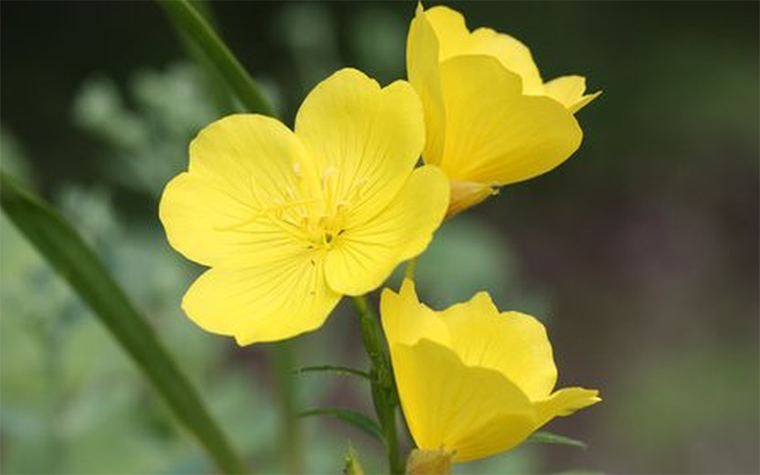 primrose