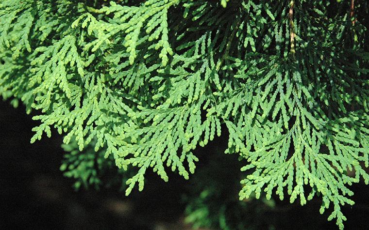 Closeup of American arborvitae