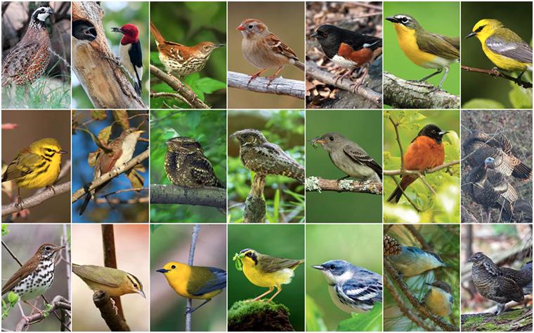 Collage of Missouri birds