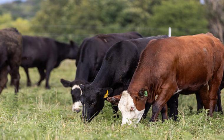 Cattle grazing