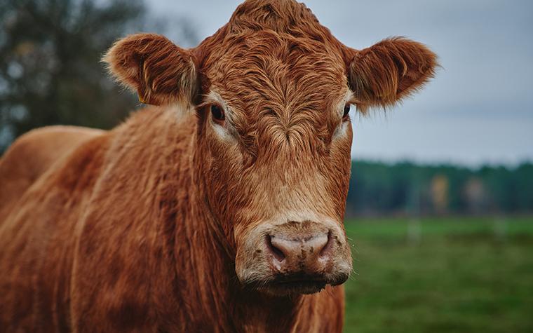 dairy cow