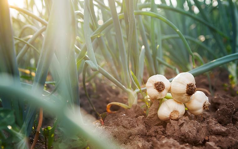 garlic plants