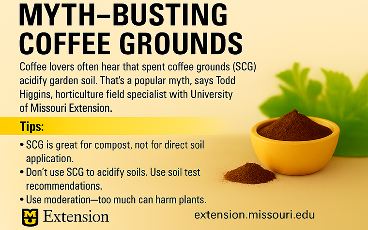 Myth-busting coffee grounds infographic. The story text covers everything here