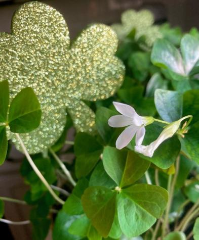 Shamrock plant 