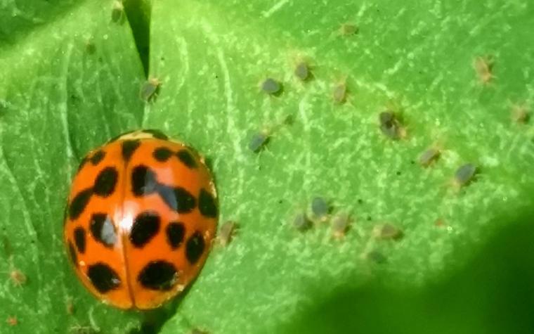 Lady beetle with clover mites. 