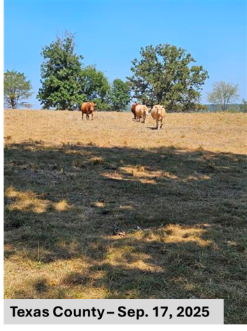 Dry field in Texas County, Sept. 17, 2025.