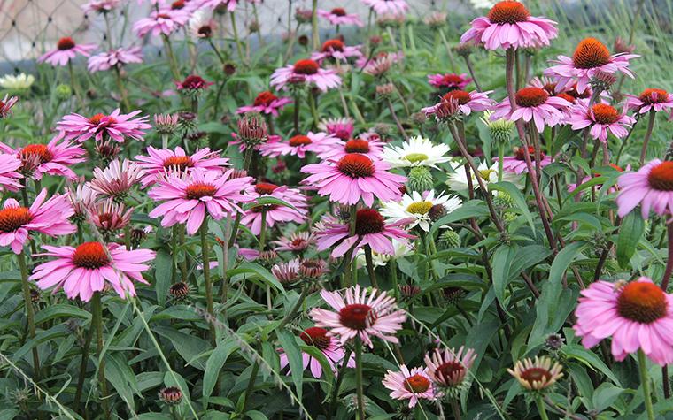 purple coneflower