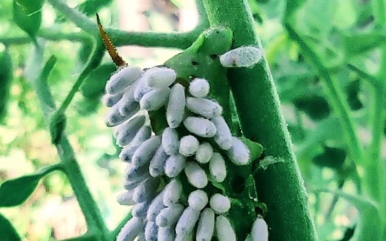 Braconid wasp pupae and a hornworm