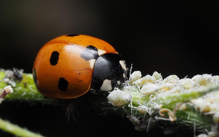 Ladybug