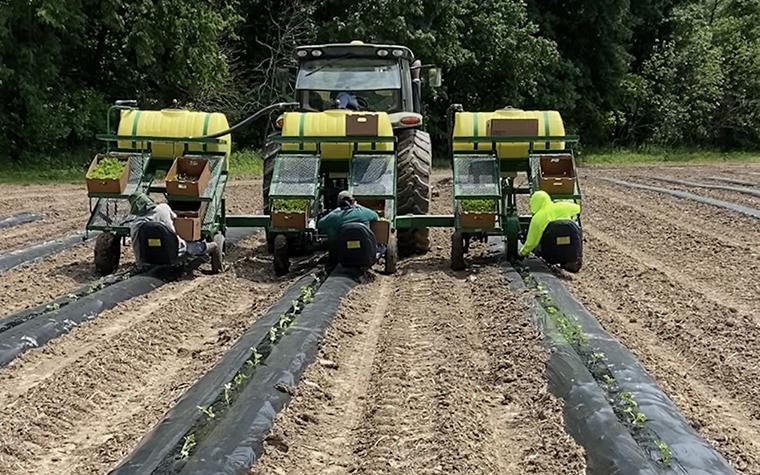 Watermelon planting equipment